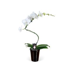 5" Artistica Orchid Hurricane in Ceramic