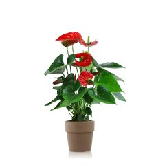 5" Anthurium in Clay