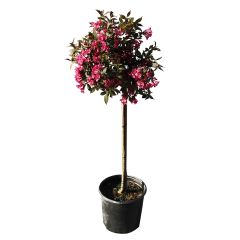 Weigela Minor Black Standard 12" Patio Pot