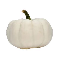 White Pumpkin