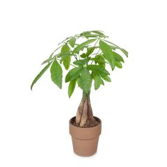 5” Money Tree In Clay Pot