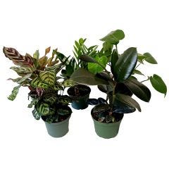 6" Premium Tropical Foliage (Bare Pot)