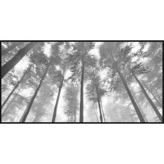Looking Up 24x48
