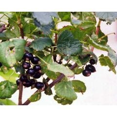 Cassis Consort noir 2G