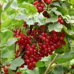 Cassis Red Lake 2G