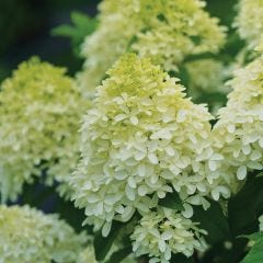 Hydrangea Quick Fire Fab Pw 2G