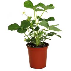 Pot de patio fraise 5,5"
