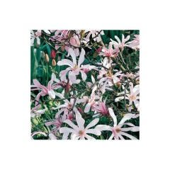 Magnolia Leonard Messel 5 Gal