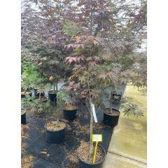 Japanese Maple Emperor 5 Gal