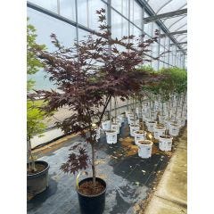 Japanese Maple Fireglow 5 Gal