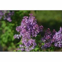 Lilac Dwarf Scentara Pura Proven Winners 2G