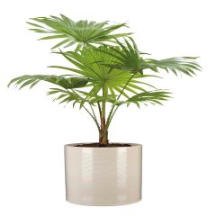 Pot Sesame Cylinder Ceramic 6.5"