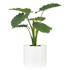 Pot Panna Cylinder Ceramic 11"