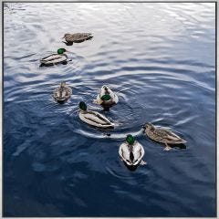 Ducks Swimming Framed Print 24" x 36"
