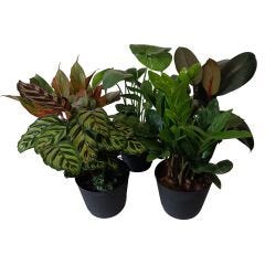 6" Premium Tropical Foliage with Pot Cover