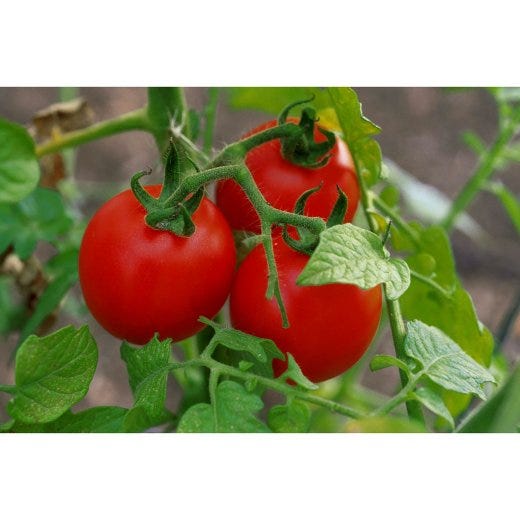 Assorted Vegetable Bedding Plant-6/Pack