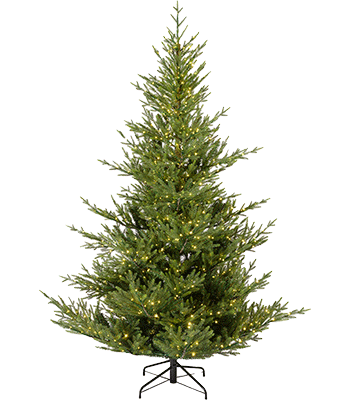 Grandis feels real tree image