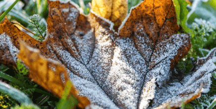 DIY on a Budget: Winterizing Your Yard image