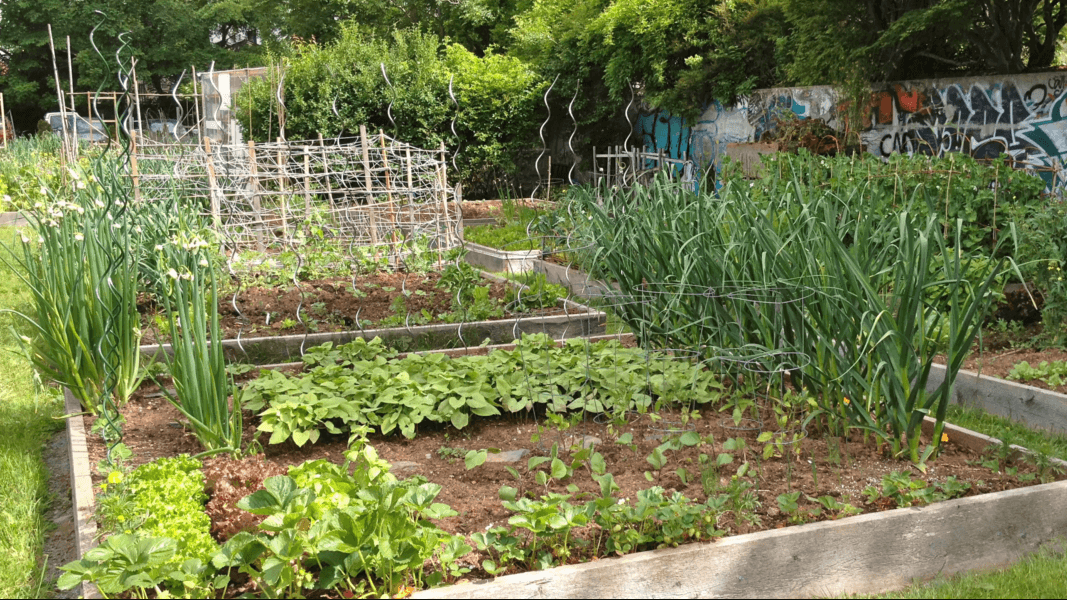 divers types de plantes dans une jardinière