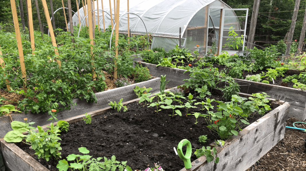 various plants in garden planter boxes