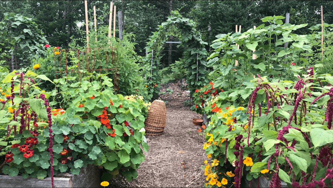 large leafy plants in a garden on either side of a leaf-covered arch