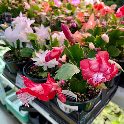 How To Care For Holiday Plants