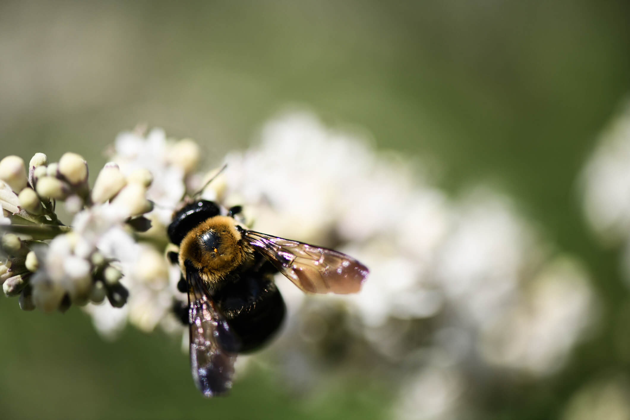 bee on white virginia sweetspire flower