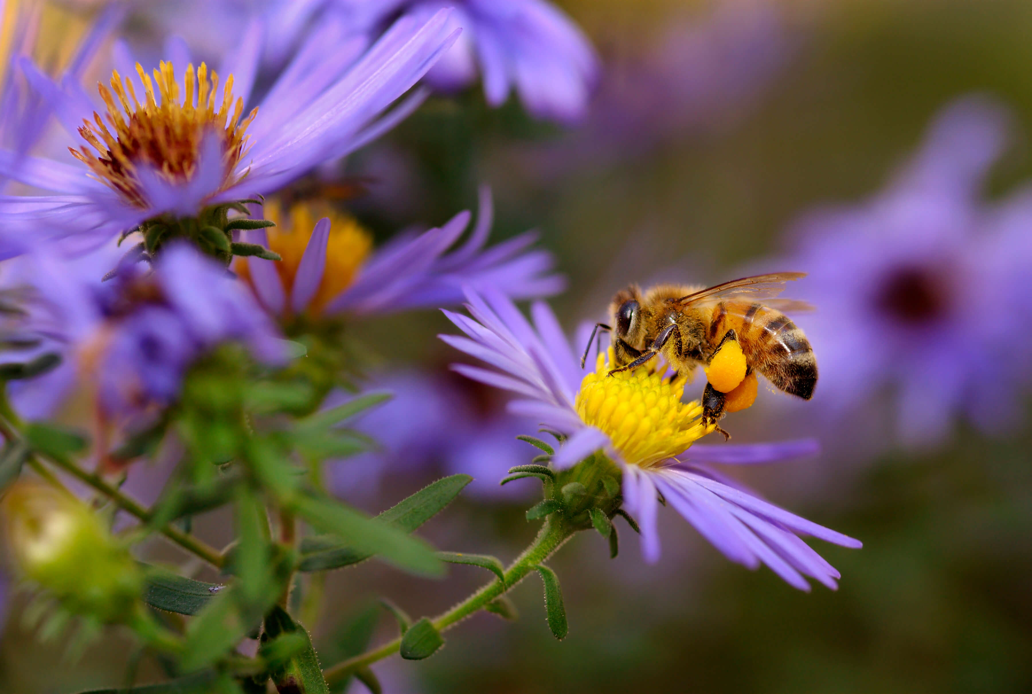 bee on purple aster flower