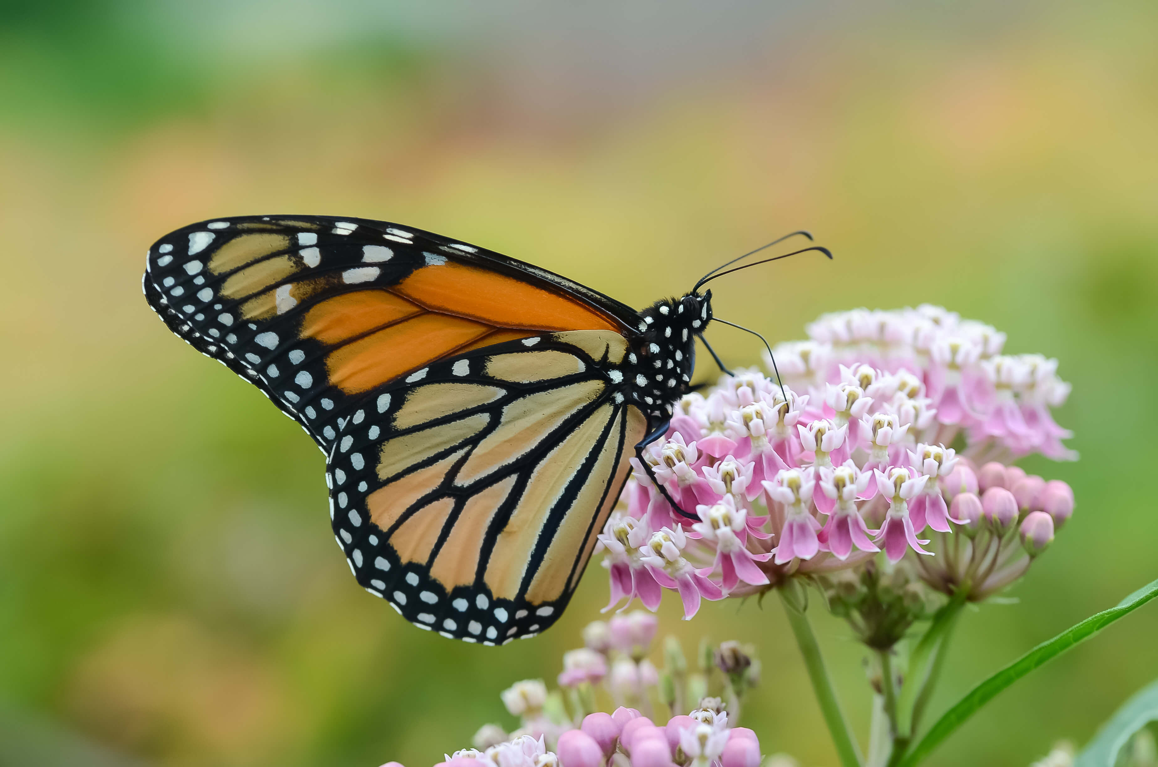 orange and black butterfly on pink milkweed flower