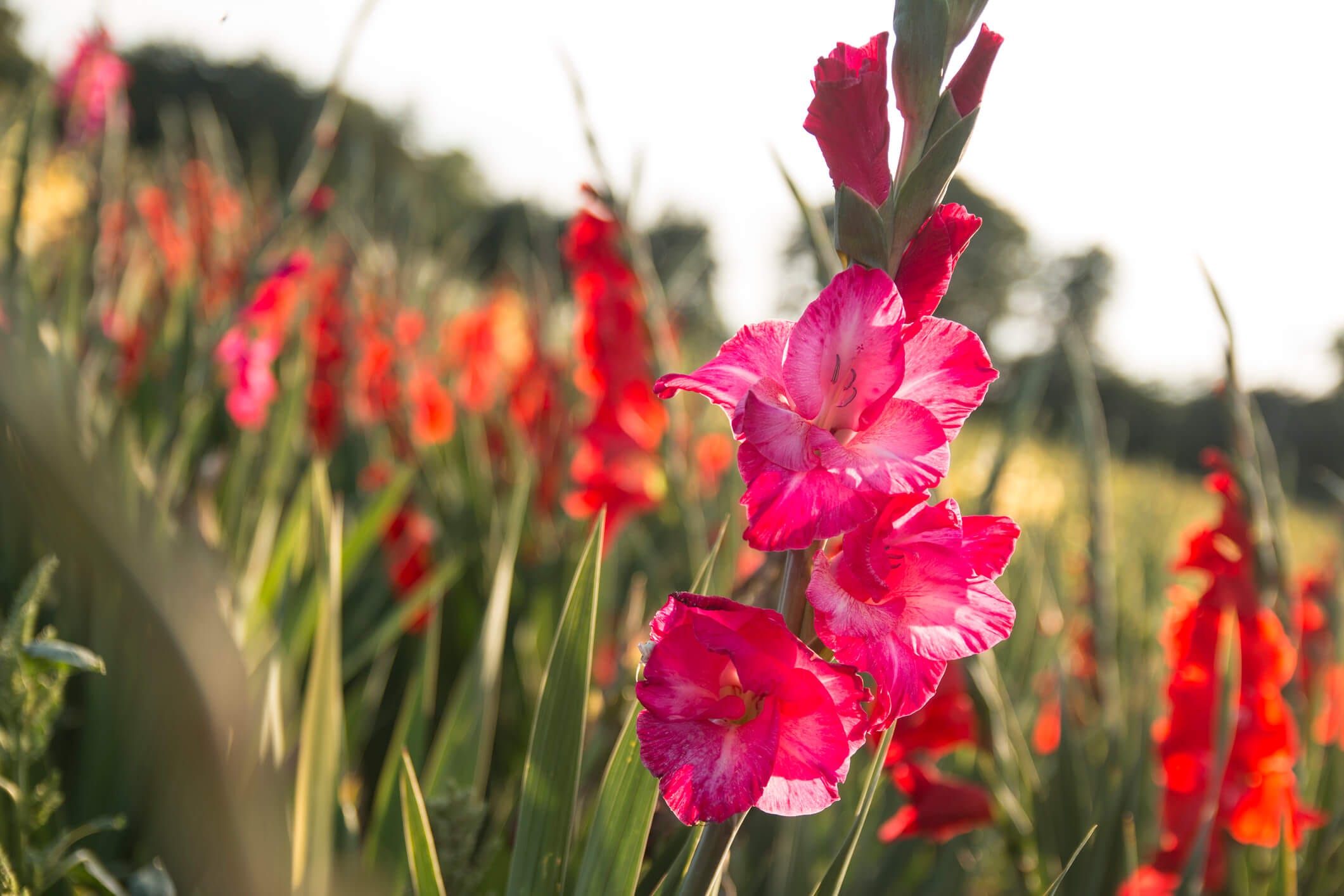 pink and orange gladioli flower field