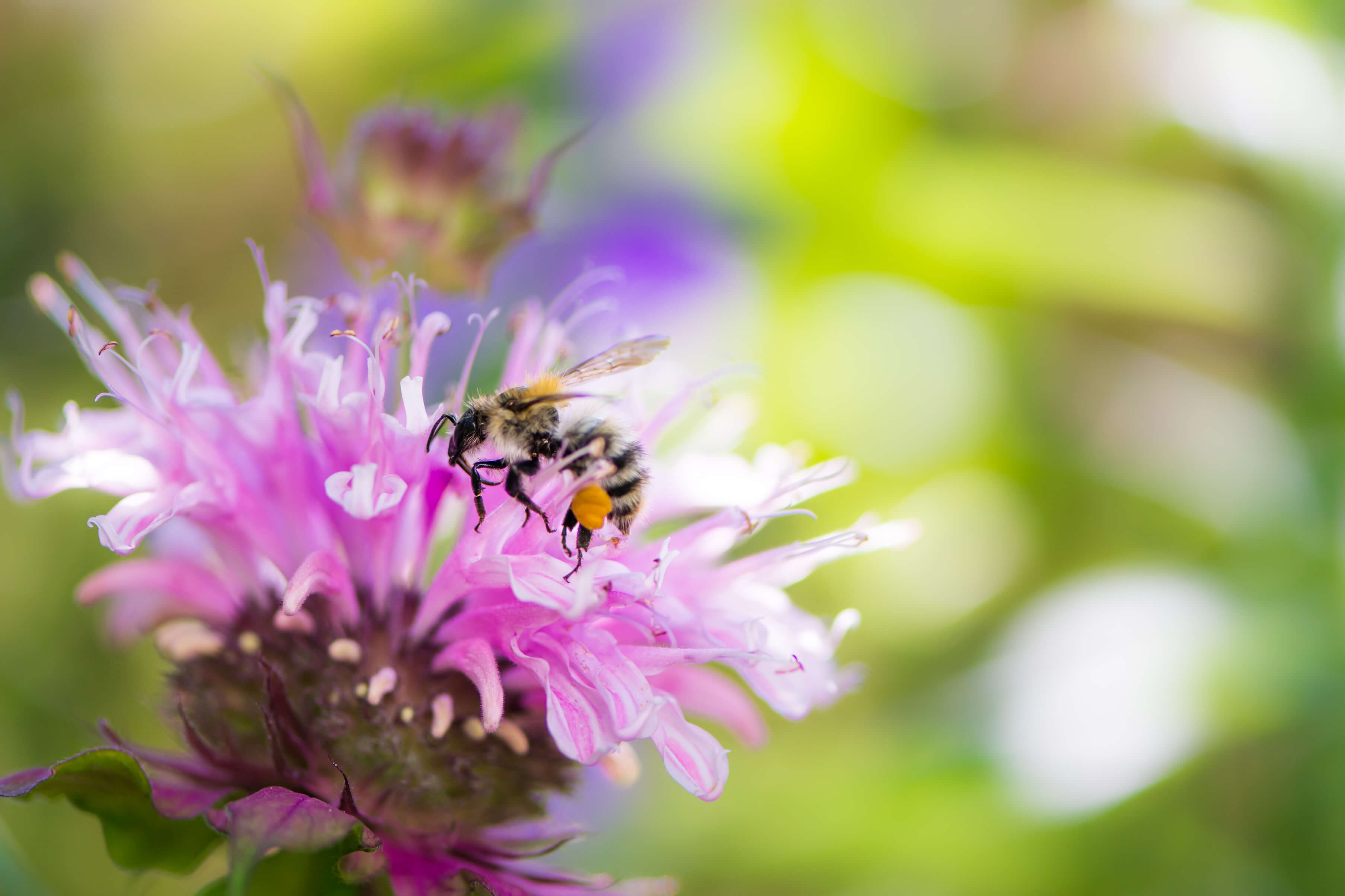 bee on pink bee balm flower