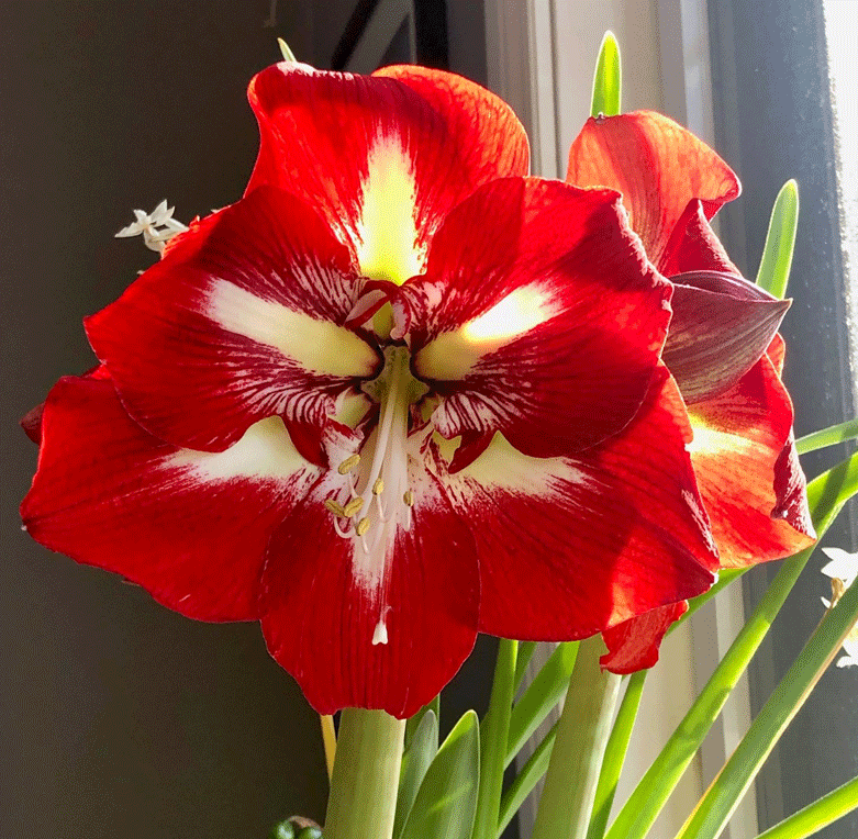 red flowering amaryllis