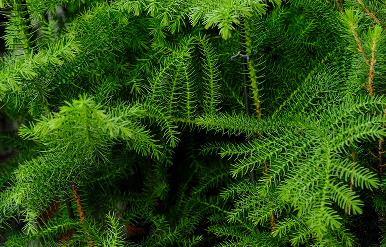 norfolk island pine