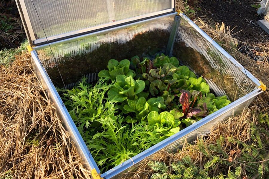 Caring for cold frame vegetables