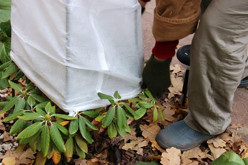 Cover your shrubs