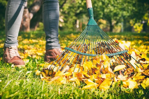 Rake the leaves