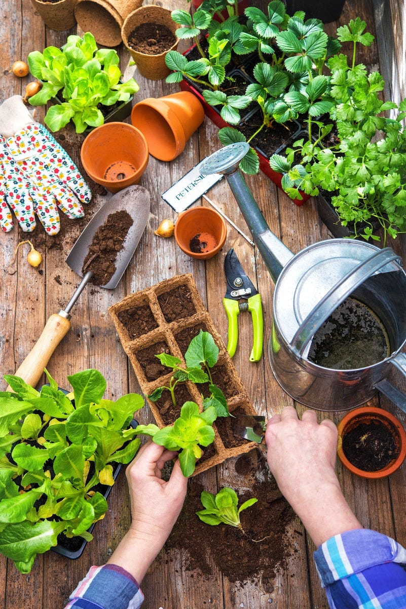 Seeds germinate quickly in a warm and humid location.