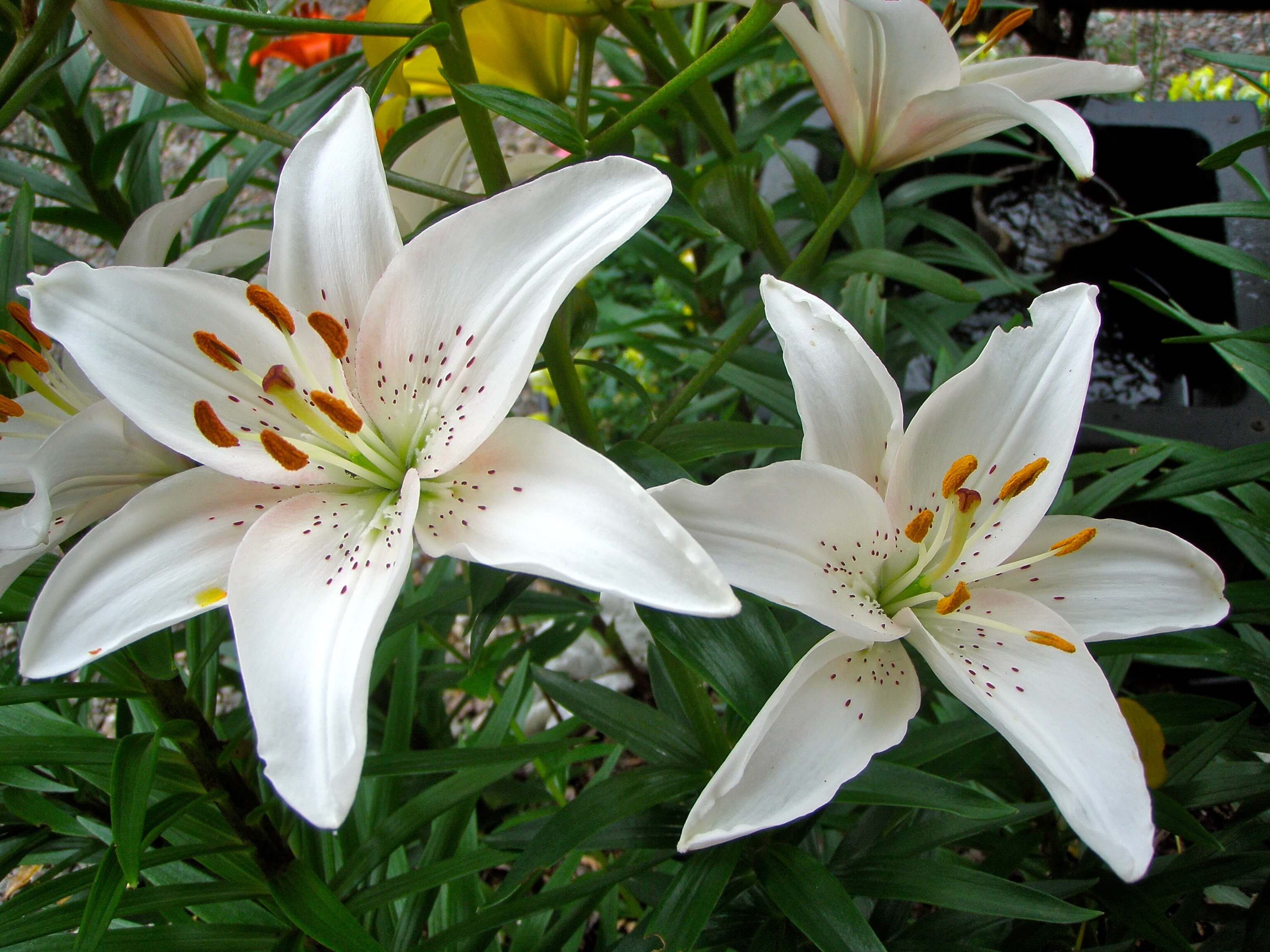 white lily flower