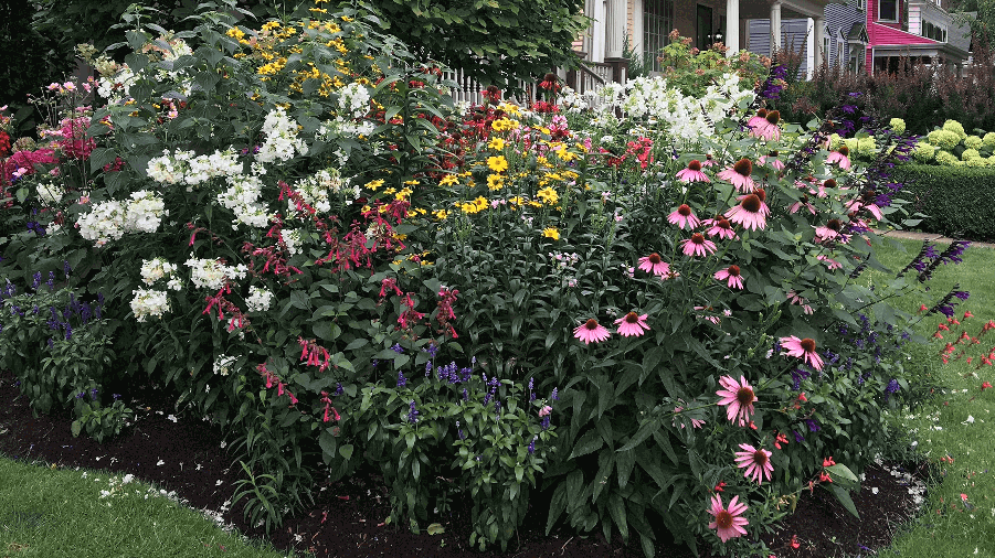 large bush with colourful flowers