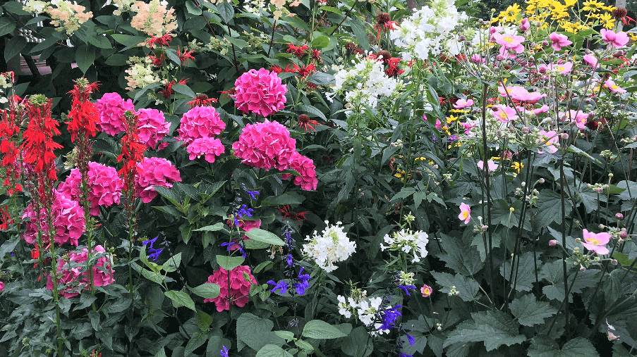 large bush with colourful flowers