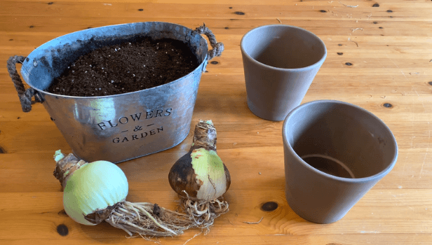 planting amaryllis bulbs