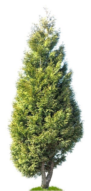 A large cedar tree A large cedar tree displayed against a white background, showcasing its distinctive foliage and structure.
