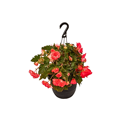 Hanging Baskets & Planters image