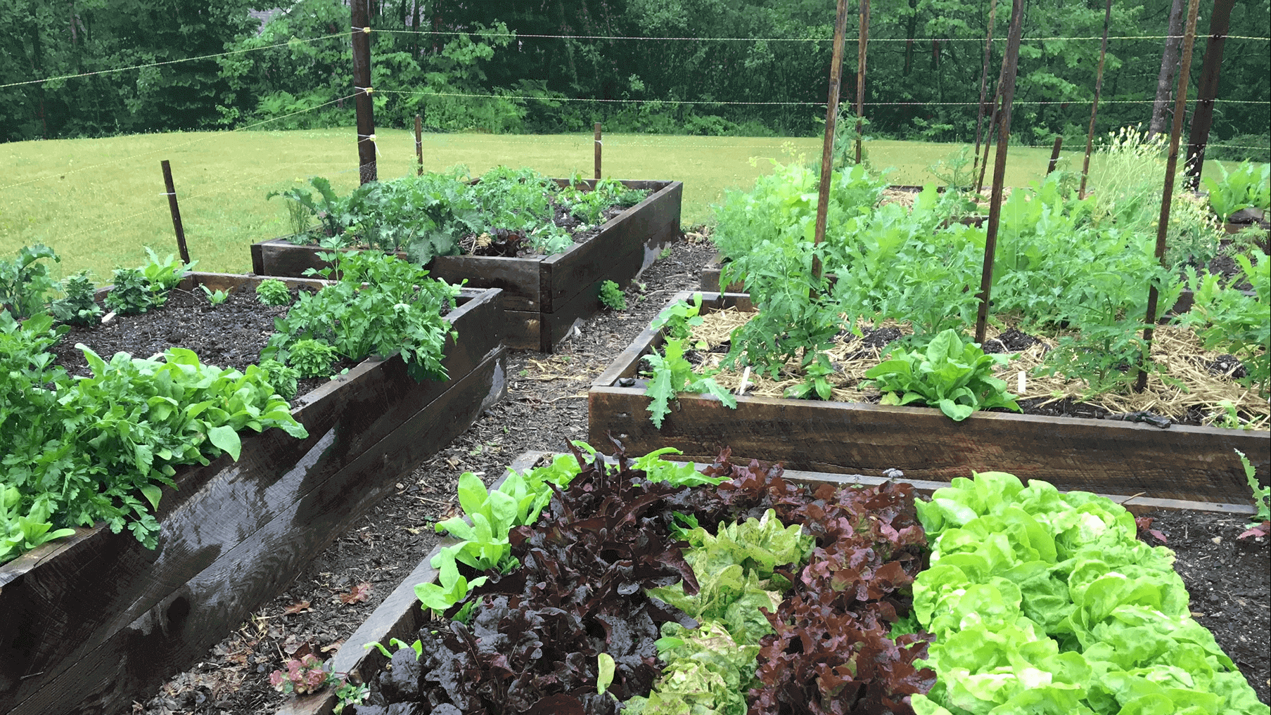 plants planted in many garden boxes in a large garden