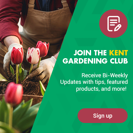 Beautiful indoor flower plant in a pot. Become a member of the Kent Gardening Club. Sign-up today!