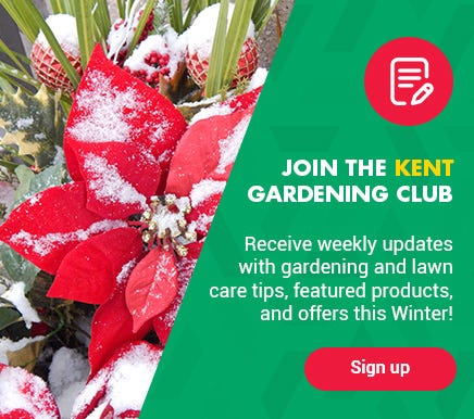 Beautiful Fall Mum flowers in orange and yellow hues. Become a member of the Kent Gardening Club. Sign-up today!
