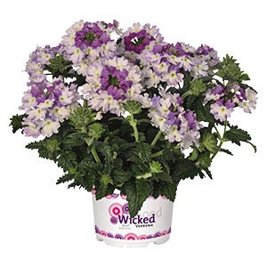 Annuals & perennials