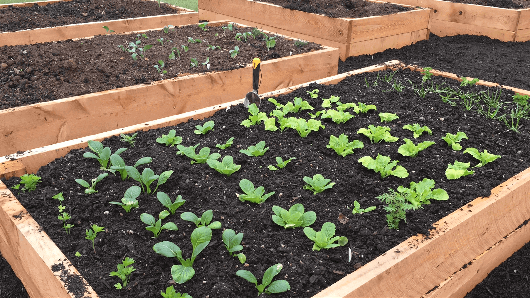 plants planted in soil in raised planter box