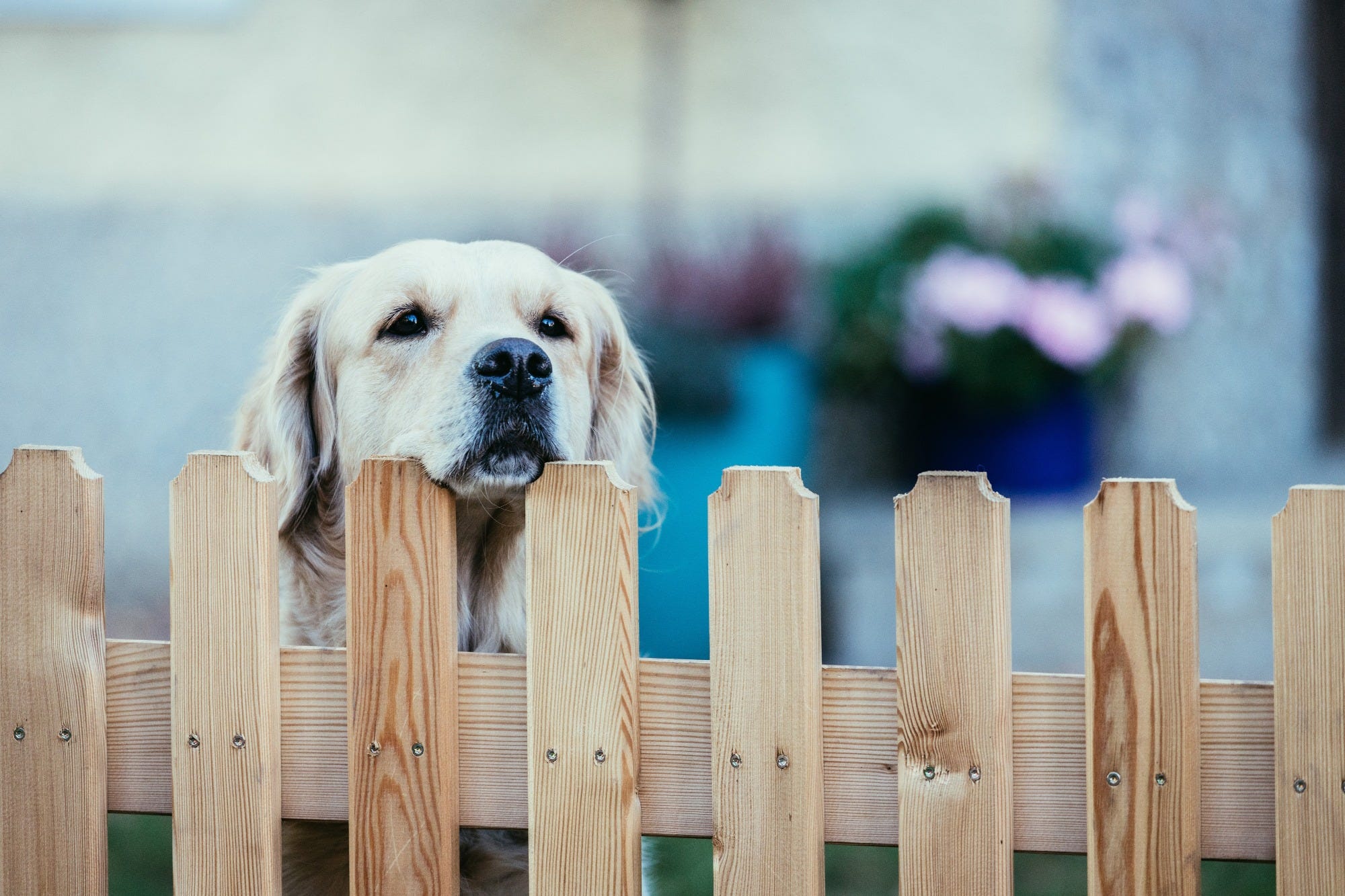 dog looking over fence